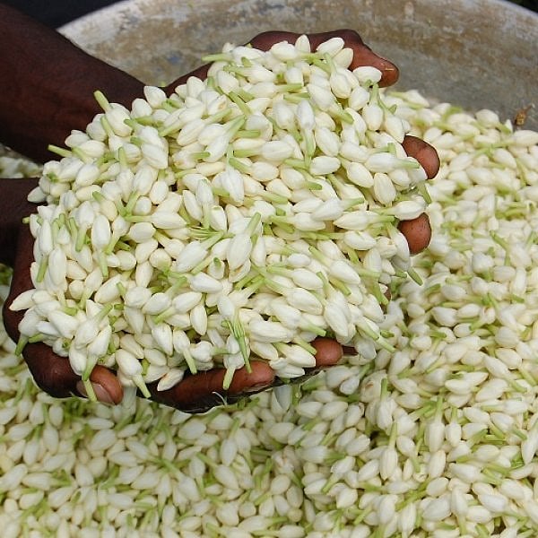 `உலகளாவிய புதிய சந்தைகளில் மதுரை மல்லி!' - ஏற்றுமதியை உறுதிபடுத்தும் APEDA