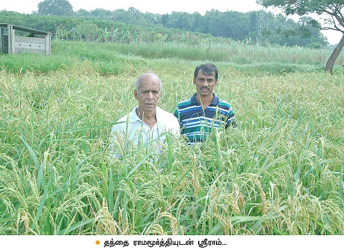 35 ஏக்கர்... ரூ.16 லட்சம்...பாரம்பர்ய நெல்லில் அபரிமிதமான மகசூல்...