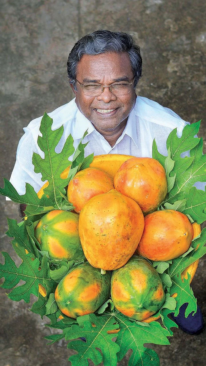 மா, எலுமிச்சை, பப்பாளி, பலா, தென்னை... ஆண்டுக்கு ரூ.38,00,000, ஊடுபயிர் கொடுக்கும் உற்சாக வருமானம்!