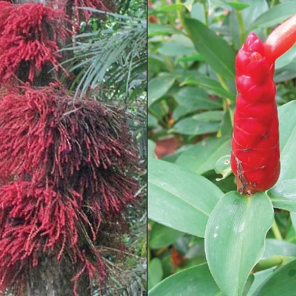 நல்மருந்து - தெரிந்த செடிகள்... தெரியாத பயன்கள்! - 20