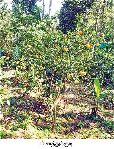 அமெரிக்க வாழ் இந்தியரின் ஆத்மார்த்த விவசாயம்...