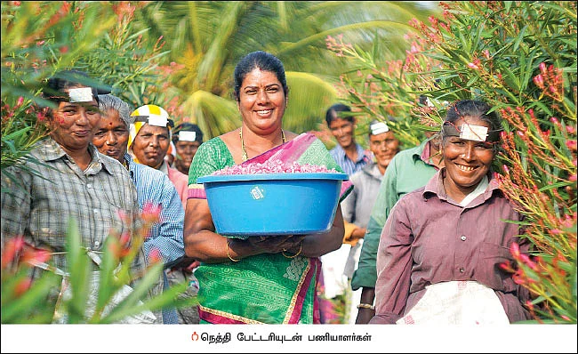 12 ஏக்கர், ரூ.23 லட்சம்... சம்பங்கி, அரளி, காட்டு மல்லி, செவ்வந்தி... மலர்ச் சாகுபடியில் மணக்கும் லாபம்!