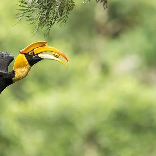 உனக்கென நான்... எனக்கென நீ... இது இருவாச்சி காவியம்! #Hornbill