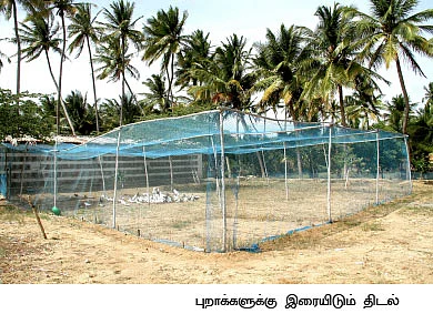 ஆண்டுக்கு ரூ. 2,00,000 ஜோரான வருமானம் தரும் ஜோடிப்புறா!