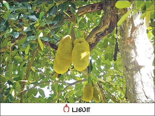 அமெரிக்க வாழ் இந்தியரின் ஆத்மார்த்த விவசாயம்...