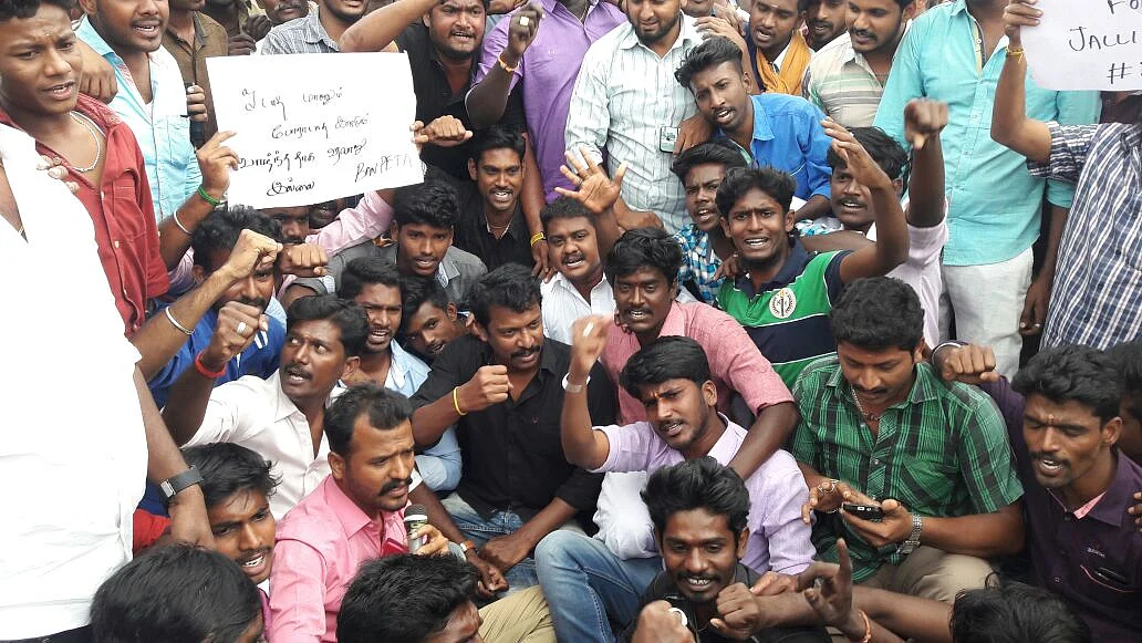 திமிறும் தமிழகம்: அவசரச் சட்டம் பிறப்பித்தார் ஆளுநர்! அலங்காநல்லூரில் நாளை ஜல்லிக்கட்டு #LiveUpdate
