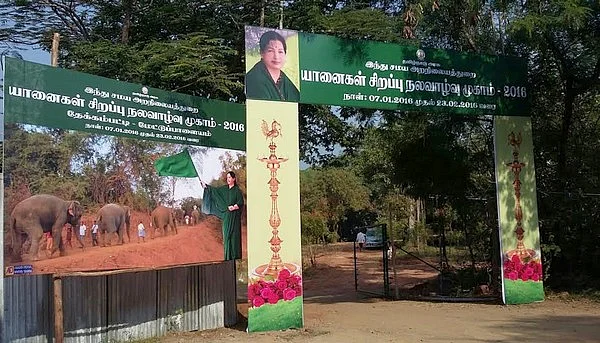 கவலையில் காளைகள்... குதூகலத்தில் யானைகள்!