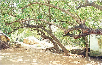 புதையல் கொடுக்கும் பூவரசு !