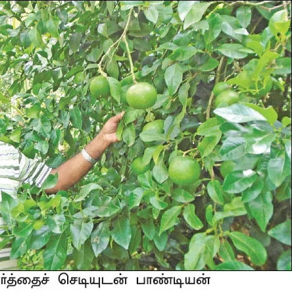 Amazing Hill Farming... тВ╣ 5.7 Lacs returns per year in 2 acres..!