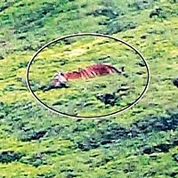 ஊட்டி வனத்துறையினருக்கு தண்ணிக்காட்டும் புலி!