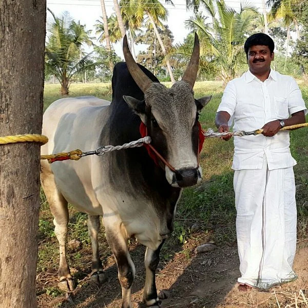 ஜல்லிக்கட்டில் அமைச்சரின் 'கொம்பன்' மரணம்!