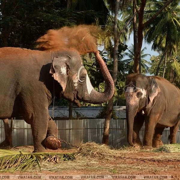 வீரம் முதல் காதல் வரை... சங்க இலக்கியத்தில் யானைகள்! #WorldElephantDay