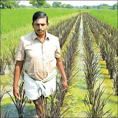 மூன்று ஏக்கர்... 52 பாரம்பர்ய நெல் ரகங்கள்!