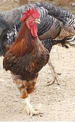 தண்டோரா