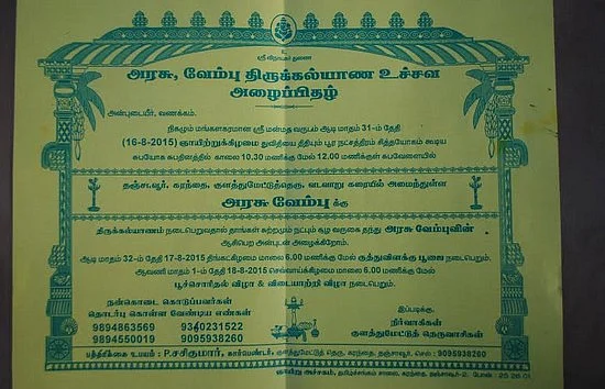 மரத்துக்கும் மரத்துக்கும் கல்யாணம்!