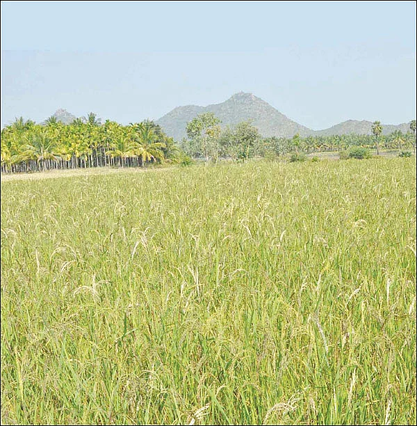 நீங்கள் கேட்டவை: வளமிழந்த நிலத்தை ஜீரோ பட்ஜெட் முறையில் வளமாக்க முடியுமா?