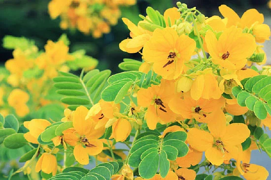 நாட்டு மருந்துக் கடை - 25