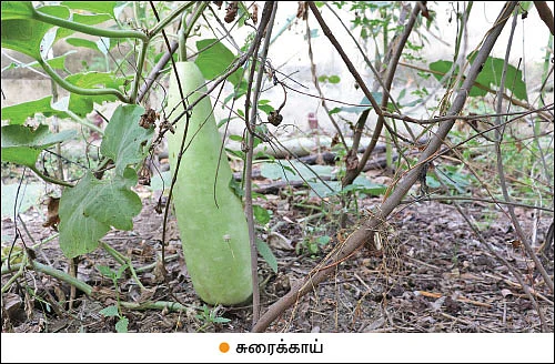 தினமும் ஒரு காய்... ஒரு கீரை!