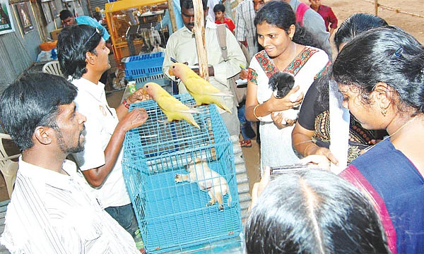 தமிழ் பேசிய கிளிகள்!