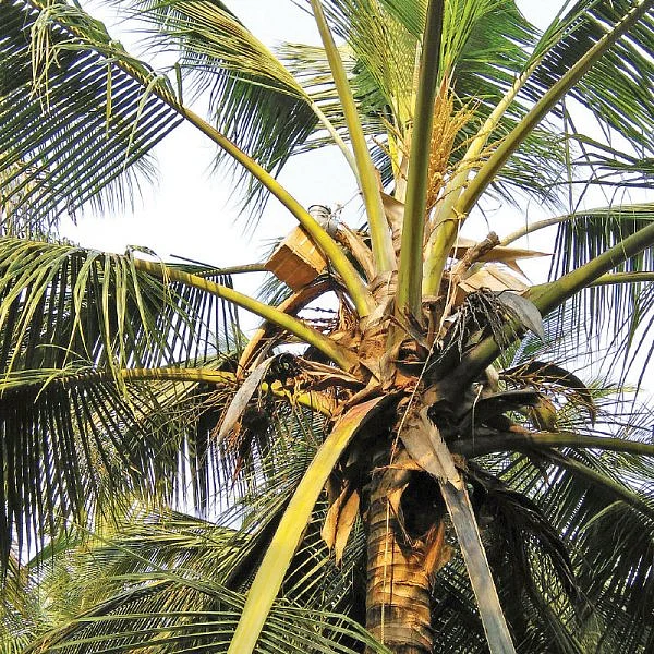 நீரா... இனிக்குமா, கசக்குமா? ஓர் அலசல்!