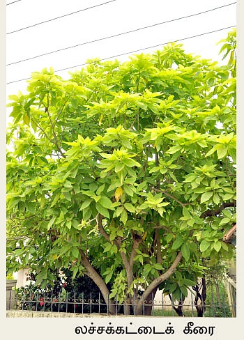 மூட்டுவலியை விரட்டும் முடக்கத்தான்...