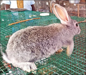பணம் குவிக்கும் பண்ணைத்தொழில்கள் - 7 - மாதத்துக்கு ரூ. 45,000 லாபம்!