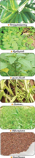 மண்புழு மன்னாரு!
