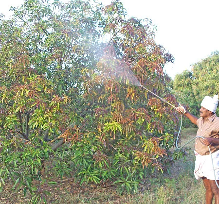 நீங்கள் கேட்டவை: விளைச்சலைக் கூட்டும் இ.எம் கரைசல்..!