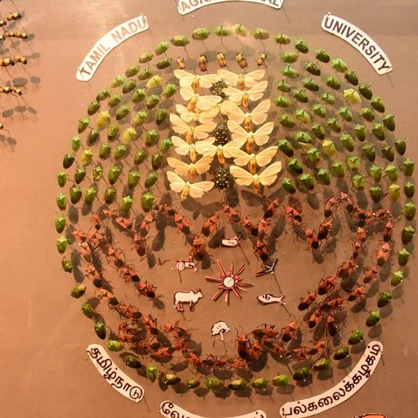 இந்தியாவின் முதல் பூச்சிகள் அருங்காட்சியகம்..! கோயம்புத்தூரில் திறந்துவைத்த முதல்வர்