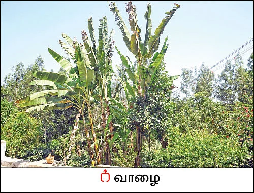 அமெரிக்க வாழ் இந்தியரின் ஆத்மார்த்த விவசாயம்...