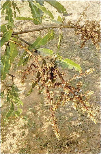 மா விவசாயிகளே... பூக்கள் பூக்கும் தருணம்... பச்சைத் தத்துப்பூச்சி கவனம்!