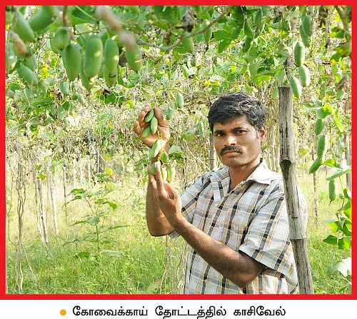 ஓர் ஏக்கர்... ஓர் ஆண்டு... `1 லட்சத்து 75 ஆயிரம் லாபம்! வெகுமதி கொடுக்கும் கோவைக்காய்!