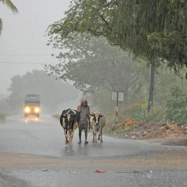 வடகிழக்குப் பருவமழை பயன் தருமா? - பல்கலைக்கழகம் கணிப்பு