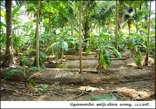 தென்னை... பப்பாளி... வாழை...
