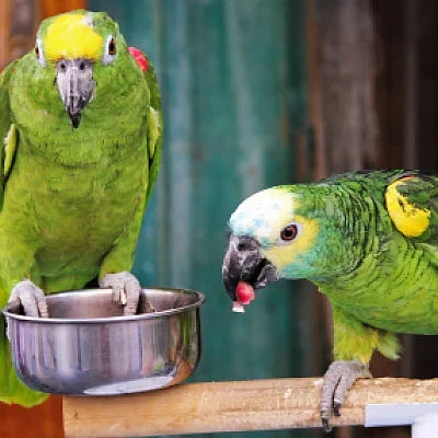 பெட்ஸ் எனும் ஆரோக்கியத்தின் தூதுவர்கள்!