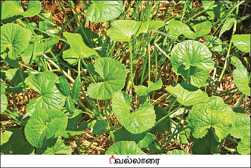 நல்மருந்து - தெரிந்த செடிகள்... தெரியாத பயன்கள்! - 11
