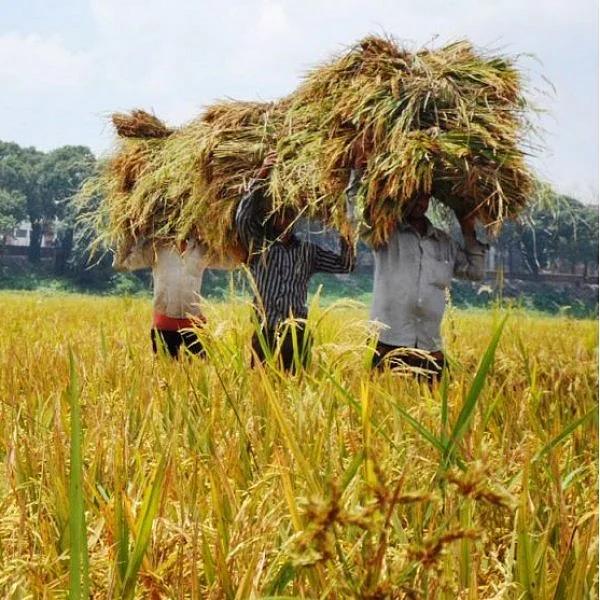 இடைக்கால பட்ஜெட்டில் விவசாயம்! - ஒரு விவசாயப் பொருளாதார வல்லுநரின் பார்வை