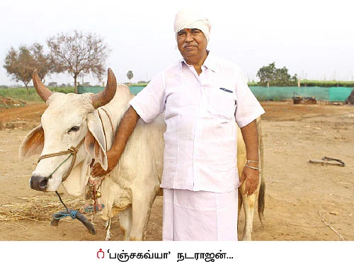 பஞ்சகவ்யா - 6