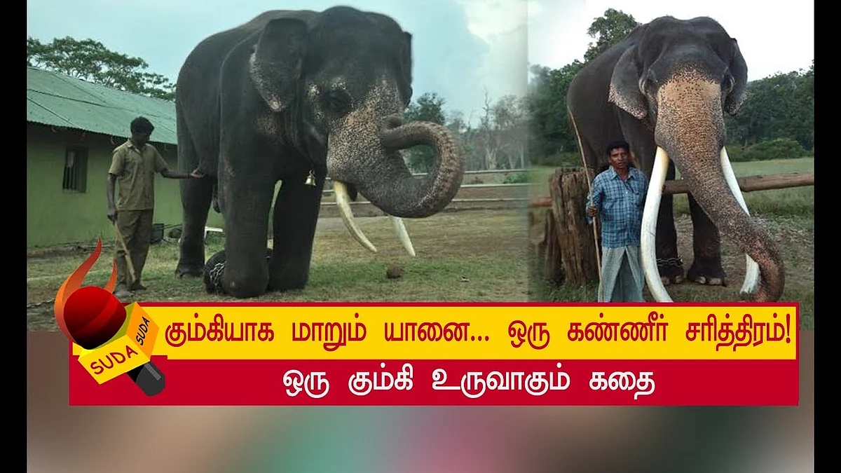 மாவூத்தின் குச்சிக்கு அடிபணியும்போது, கும்கியாகிறது ஒரு கொம்பன்! | அத்தியாயம் 7
