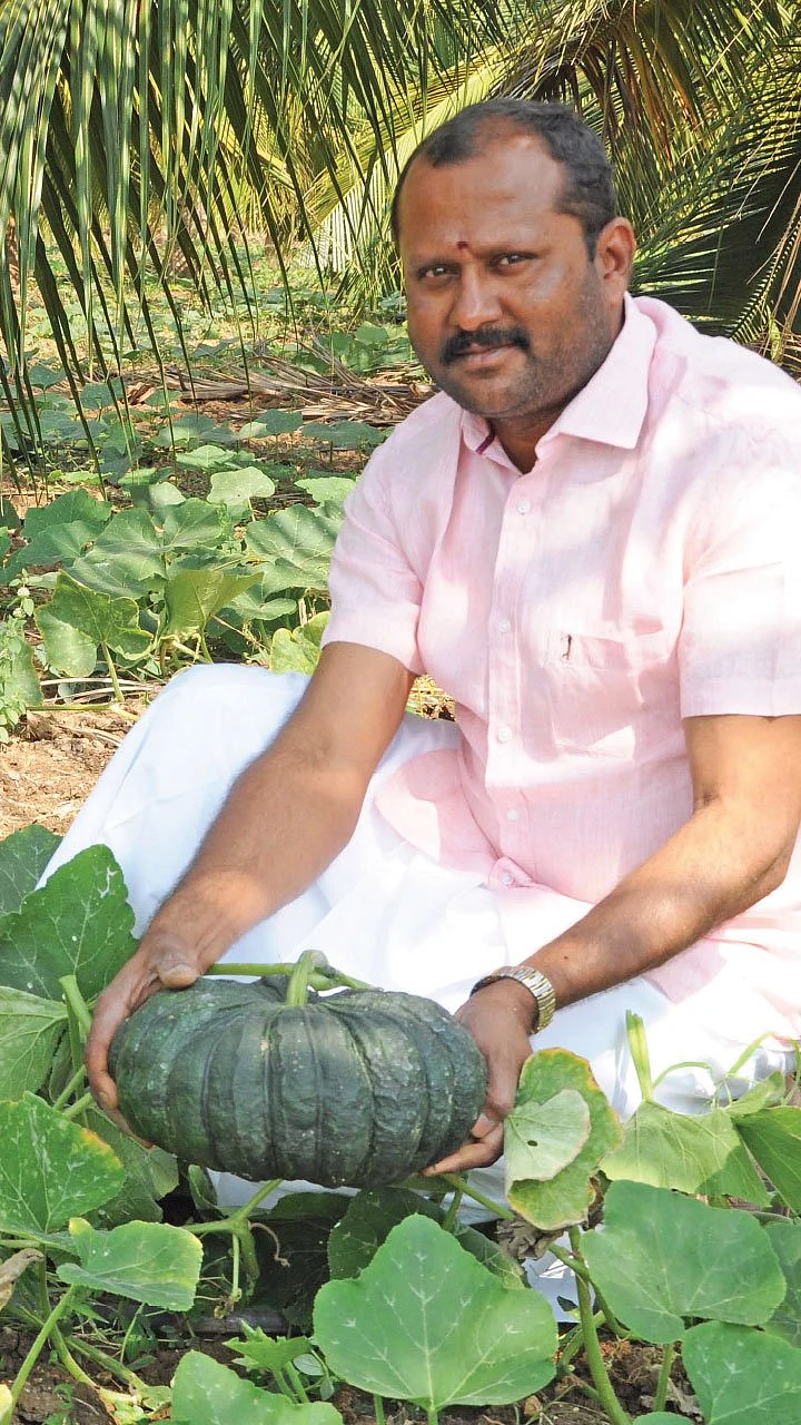 ஊடுபயிரில் உன்னத லாபம்... - உற்சாக விளைச்சல் தரும் இயற்கை நுட்பம்!
