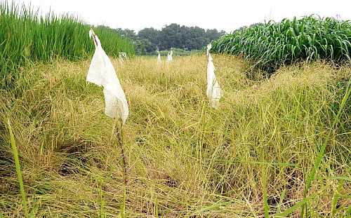 பரிசு வாங்கிக் கொடுத்த இயற்கை விவசாயம்!