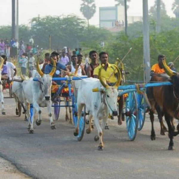 தூத்துக்குடியில் காணும் பொங்கலை முன்னிட்டு களைகட்டிய மாட்டுவண்டிப் பந்தயம்