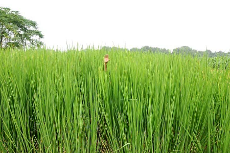 பரிசு வாங்கிக் கொடுத்த இயற்கை விவசாயம்!