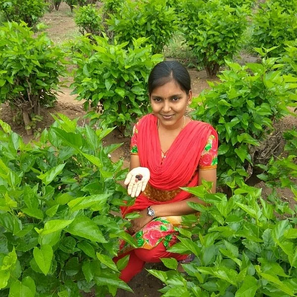 Mulberry and its Arresting Taste and Amazing Medicinal Uses