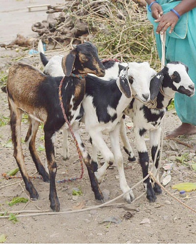 தண்டோரா