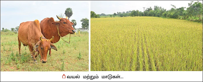 தஞ்சாவூர் ‘குட்டைகாரி!’ - ‘பலே’ பாரம்பர்ய மாடு...