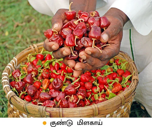 குண்டு மிளகாய்...ஏக்கருக்கு ரூ50 ஆயிரம்!