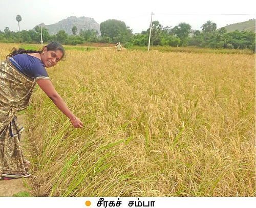 ஆடு, கோழி, மாடு, நெல், எலுமிச்சை...குடும்பத் தலைவியின் இயக்கத்தில் ஓர் ஒருங்கிணைந்த பண்ணை!