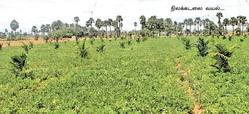 முத்தான வருமானம் தரும் சத்தான நிலக்கடலை !