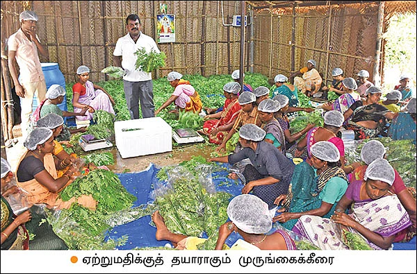 முத்தான வருமானம் தரும் முருங்கை இலை! - மாதம் ரூ 1,30,000 திருநெல்வேலியிலிருந்து துபாய்க்கு...